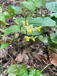 Attēlu rezultāti vaicājumam “Epimedium alpinum”