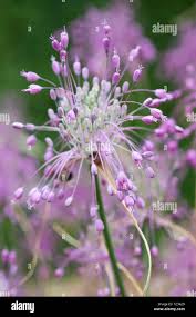 Attēlu rezultāti vaicājumam “Eurhynchiastrum pulchellum macro”