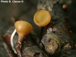 Attēlu rezultāti vaicājumam “Rutstroemia firma”