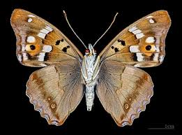 Attēlu rezultāti vaicājumam “Apatura ilia”