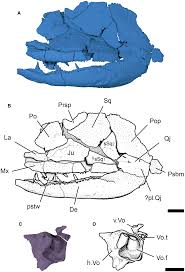Attēlu rezultāti vaicājumam “Laccognathus panderi”
