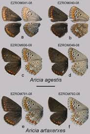 Attēlu rezultāti vaicājumam “Aricia artaxerxes”