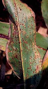 Attēlu rezultāti vaicājumam “Puccinia agrostidis”