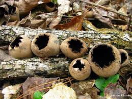 Attēlu rezultāti vaicājumam “Urnula craterium”