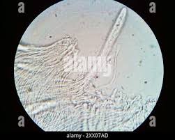 Attēlu rezultāti vaicājumam “Propolis farinosa”