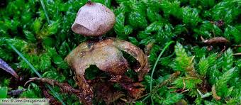 Attēlu rezultāti vaicājumam “Geastrum minimum”