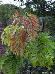 Attēlu rezultāti vaicājumam “Gleditsia triacanthos flower”