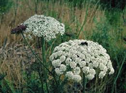 Attēlu rezultāti vaicājumam “Daucus carota subsp. carota”