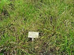 Attēlu rezultāti vaicājumam “Luzula pilosa fruit”