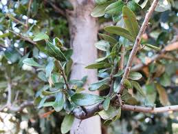 Attēlu rezultāti vaicājumam “Quercus”