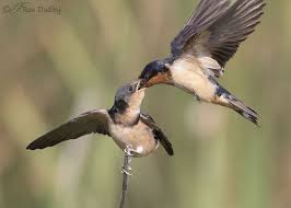 Attēlu rezultāti vaicājumam “Hirundo rustica adult”