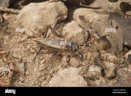 Attēlu rezultāti vaicājumam “Gryllus domesticus”