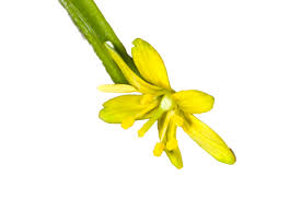 Attēlu rezultāti vaicājumam “Gagea pratensis flower”