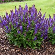 Image result for Salvia nemorosa