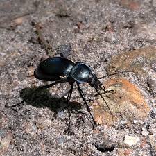 Attēlu rezultāti vaicājumam “Carabus glabratus”