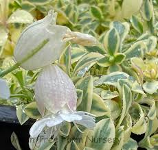Attēlu rezultāti vaicājumam “Silene otites fruit”