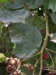 Image result for Rubus sectio