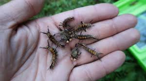 Attēlu rezultāti vaicājumam “Orgyia antiqua”