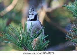 Attēlu rezultāti vaicājumam “Lophophanes cristatus adult”