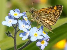 Attēlu rezultāti vaicājumam “Carterocephalus silvicolus male”