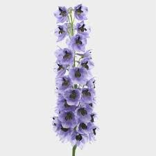 Image result for Delphinium