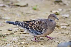 Image result for Streptopelia orientalis