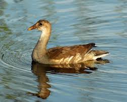 Attēlu rezultāti vaicājumam “Gallinula chloropus juvenile”