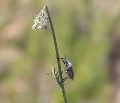 Attēlu rezultāti vaicājumam “Carpocoris purpureipennis”