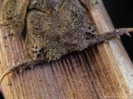 Attēlu rezultāti vaicājumam “Licea pusilla macro”