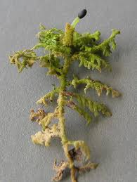 Attēlu rezultāti vaicājumam “Trichocolea tomentella sporophyte”