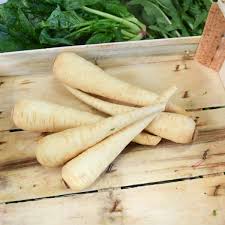 Image result for Pastinake