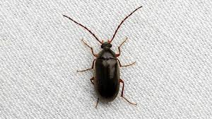 Attēlu rezultāti vaicājumam “Alleculidae”