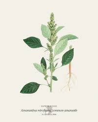 Attēlu rezultāti vaicājumam “Amaranthus retroflexus leaf”