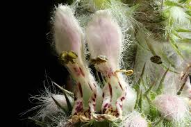 Attēlu rezultāti vaicājumam “Leonurus quinquelobatus flower”