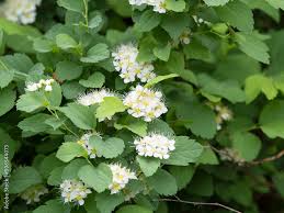 Attēlu rezultāti vaicājumam “Spiraea chamaedryfolia flower”
