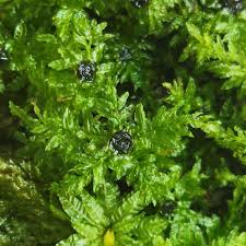 Attēlu rezultāti vaicājumam “Plagiomnium undulatum”