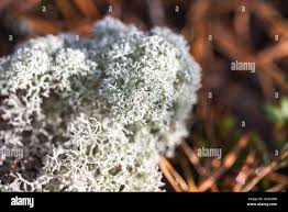 Attēlu rezultāti vaicājumam “Cladonia stellaris”