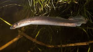 Attēlu rezultāti vaicājumam “Lampetra planeri”