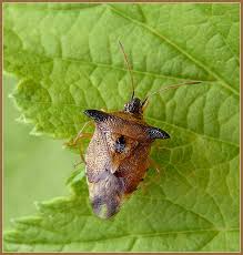 Attēlu rezultāti vaicājumam “Elasmucha ferrugata”