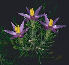 Attēlu rezultāti vaicājumam “Xanthorrhoeaceae”