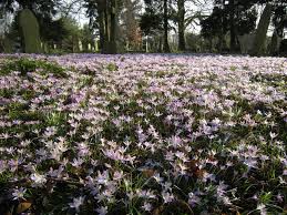 Attēlu rezultāti vaicājumam “Crocus tommasinianus”
