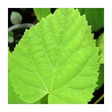 Attēlu rezultāti vaicājumam “Tilia amurensis”