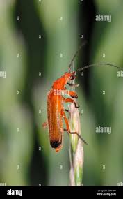 Attēlu rezultāti vaicājumam “Rhagonycha fulva”