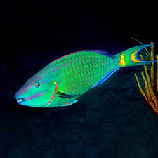 Image result for Sparisoma viride