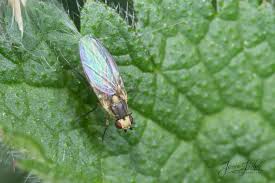 Attēlu rezultāti vaicājumam “Phytomyza ranunculi”