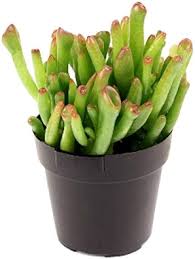 Image result for Crassula hobbit