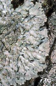 Attēlu rezultāti vaicājumam “Physconia enteroxantha”