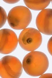 Image result for Oncorhynchus kisutch