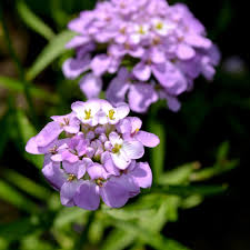 Image result for Iberis umbellata