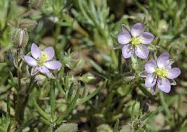 Attēlu rezultāti vaicājumam “Spergularia rubra”